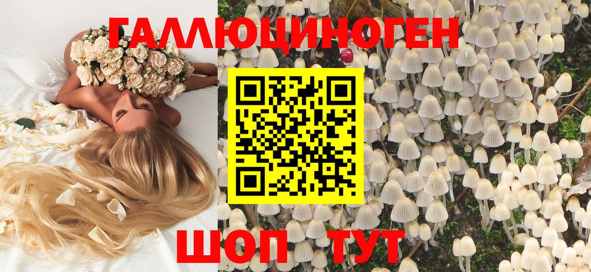 Псилоцибиновые грибы Psilocybine cubensis Владимир